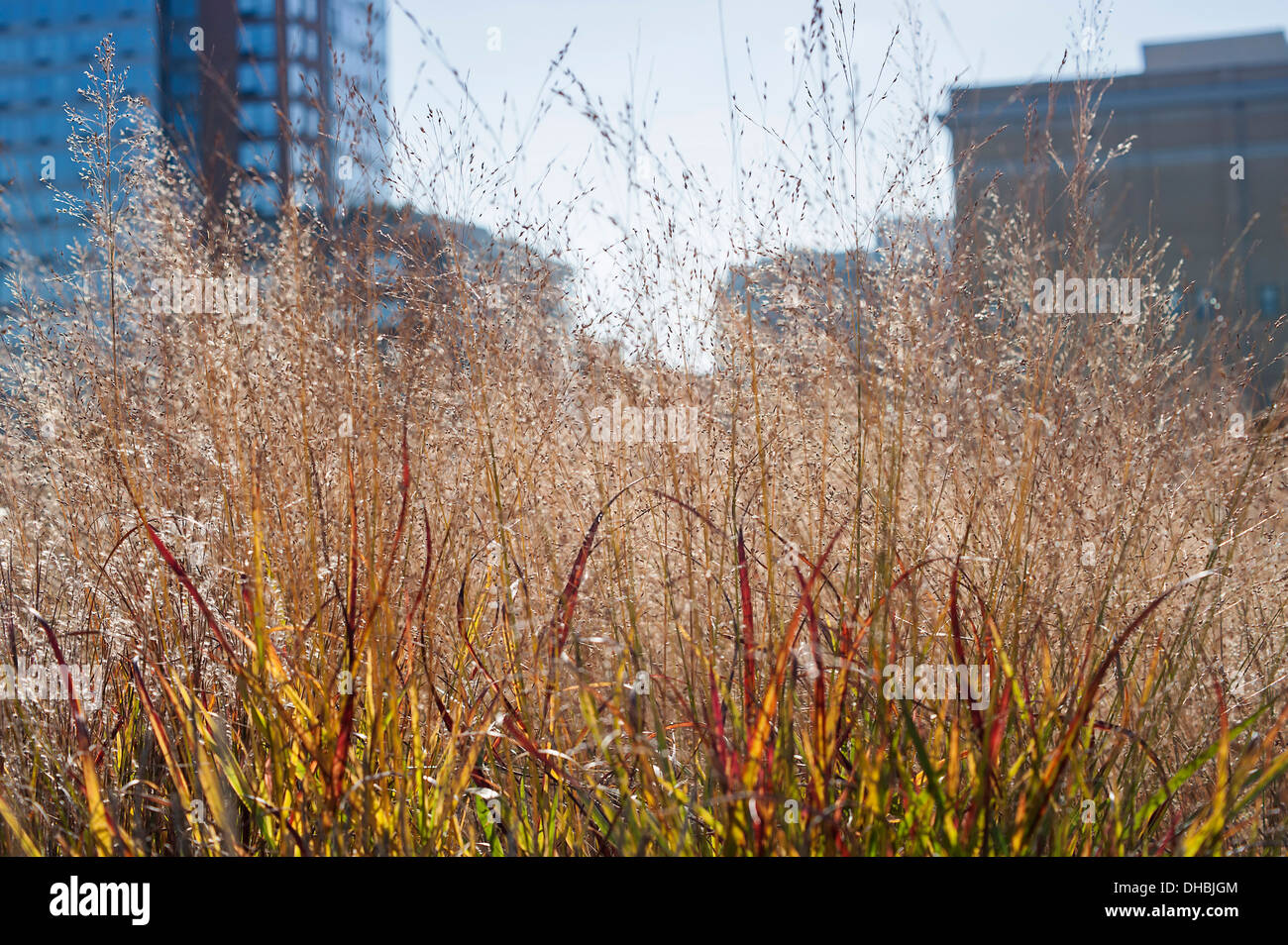 Le panic Panicum virgatum 'Shenandoah' croissant sur le New York 'ligne' jardin l'automne 2009. Le jardin est faite sur une vieille Banque D'Images