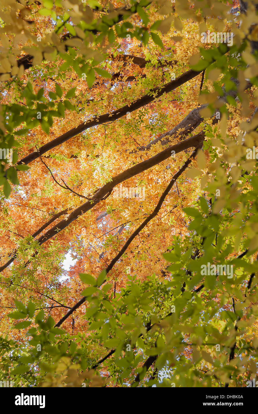 Lilas japonais, Zelkova, serrrata vue du dessous à la recherche jusqu'à la canopée de rétroéclairé feuilles tournant orange. Banque D'Images