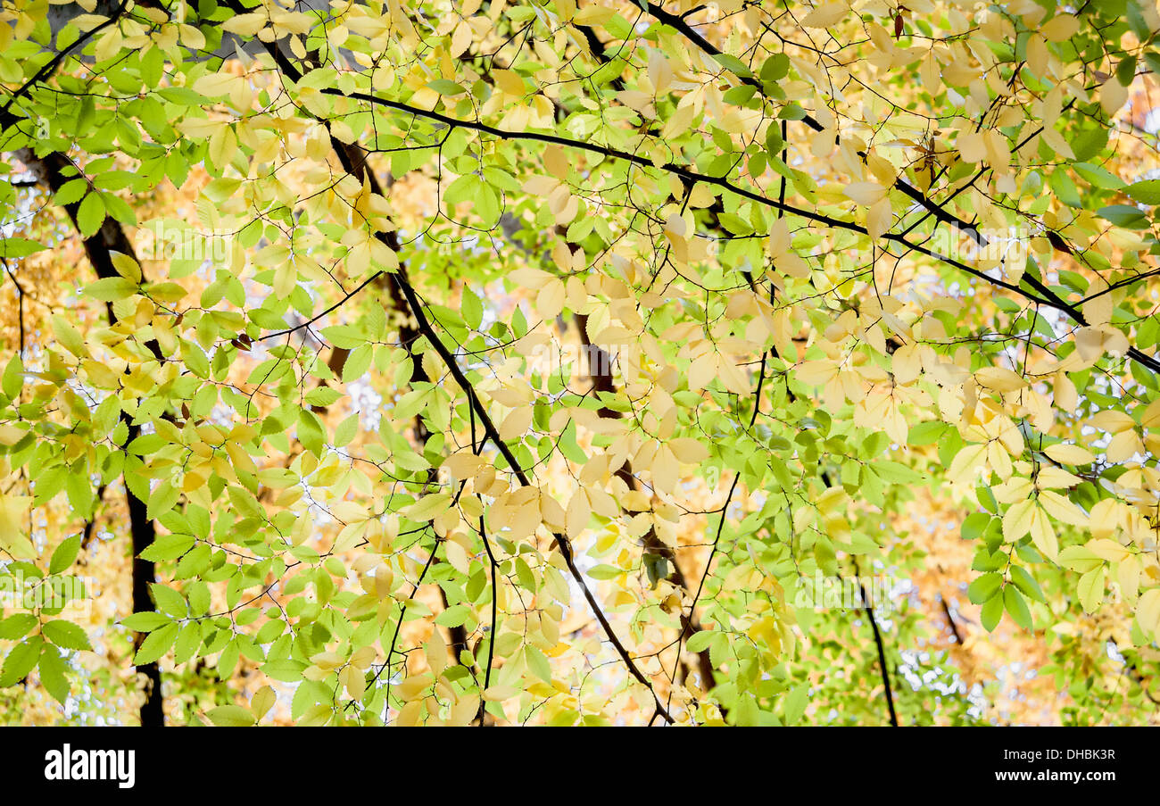 Lilas japonais, Zelkova, serrrata vue du dessous à la recherche jusqu'à la canopée de rétroéclairé feuilles jaunissent. Banque D'Images