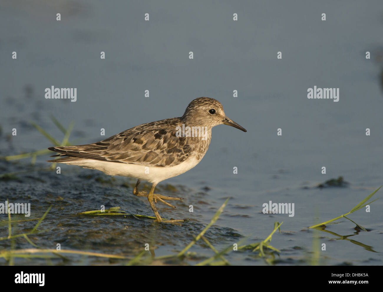 Le travail de Temminck nourriture dans l'eau faible, Calidris temminckii, Europe du Nord, Europe Banque D'Images