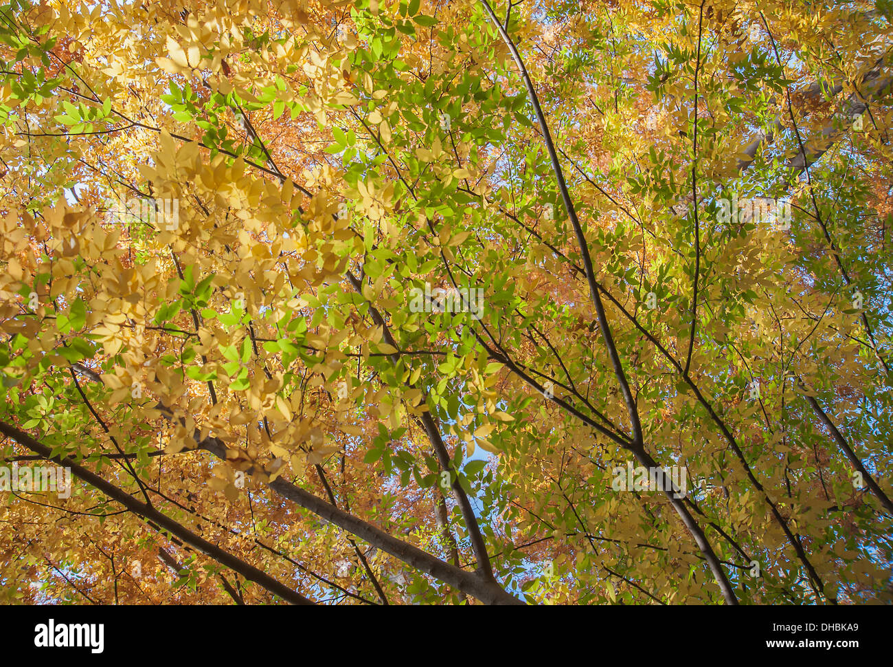 Lilas japonais, Zelkova, serrrata vue du dessous à la recherche jusqu'à la canopée de rétroéclairé feuilles tournant orange. Banque D'Images
