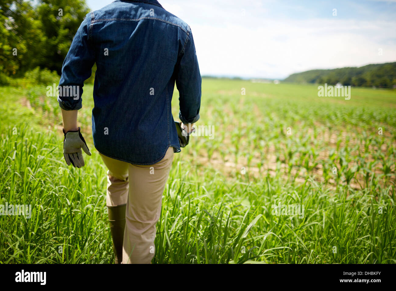 Un agriculteur travaillant dans ses champs, dans l'État de New York, USA. Banque D'Images