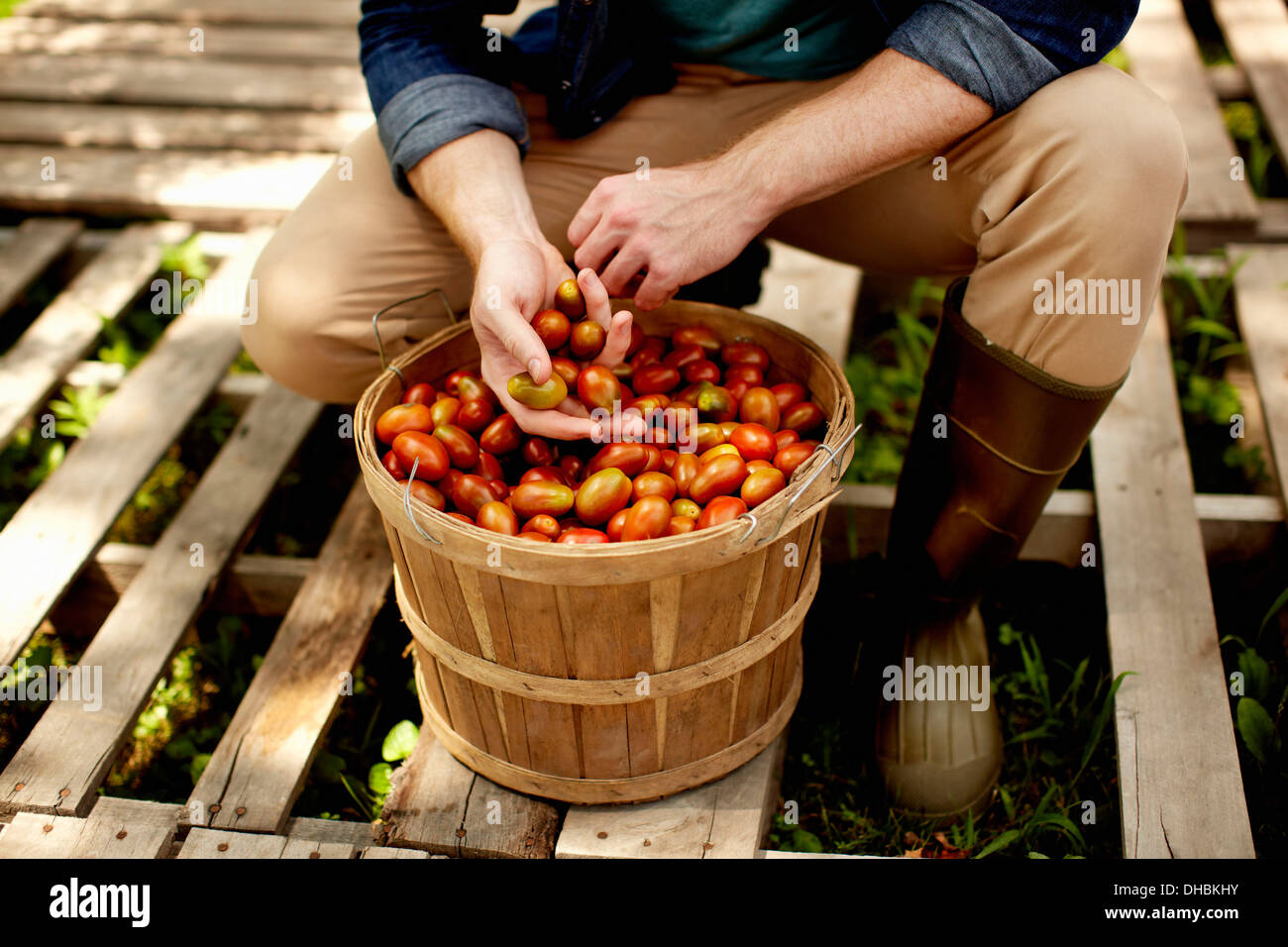 Un homme à genoux et le tri des légumes frais cueillis, tomates italiennes. Banque D'Images