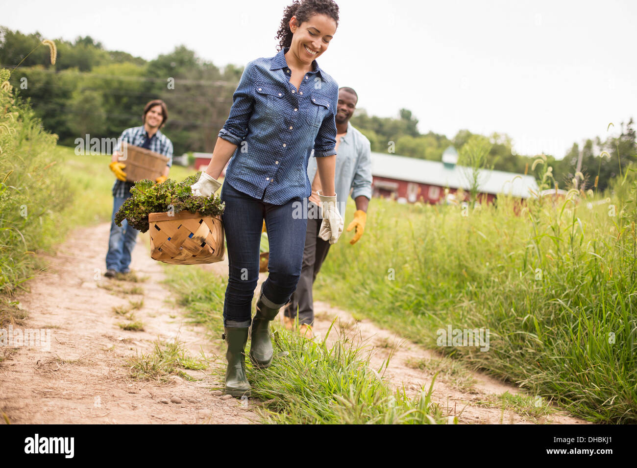 Trois personnes travaillant sur une ferme biologique. Marcher le long d'un chemin portant des paniers remplis de légumes. Banque D'Images