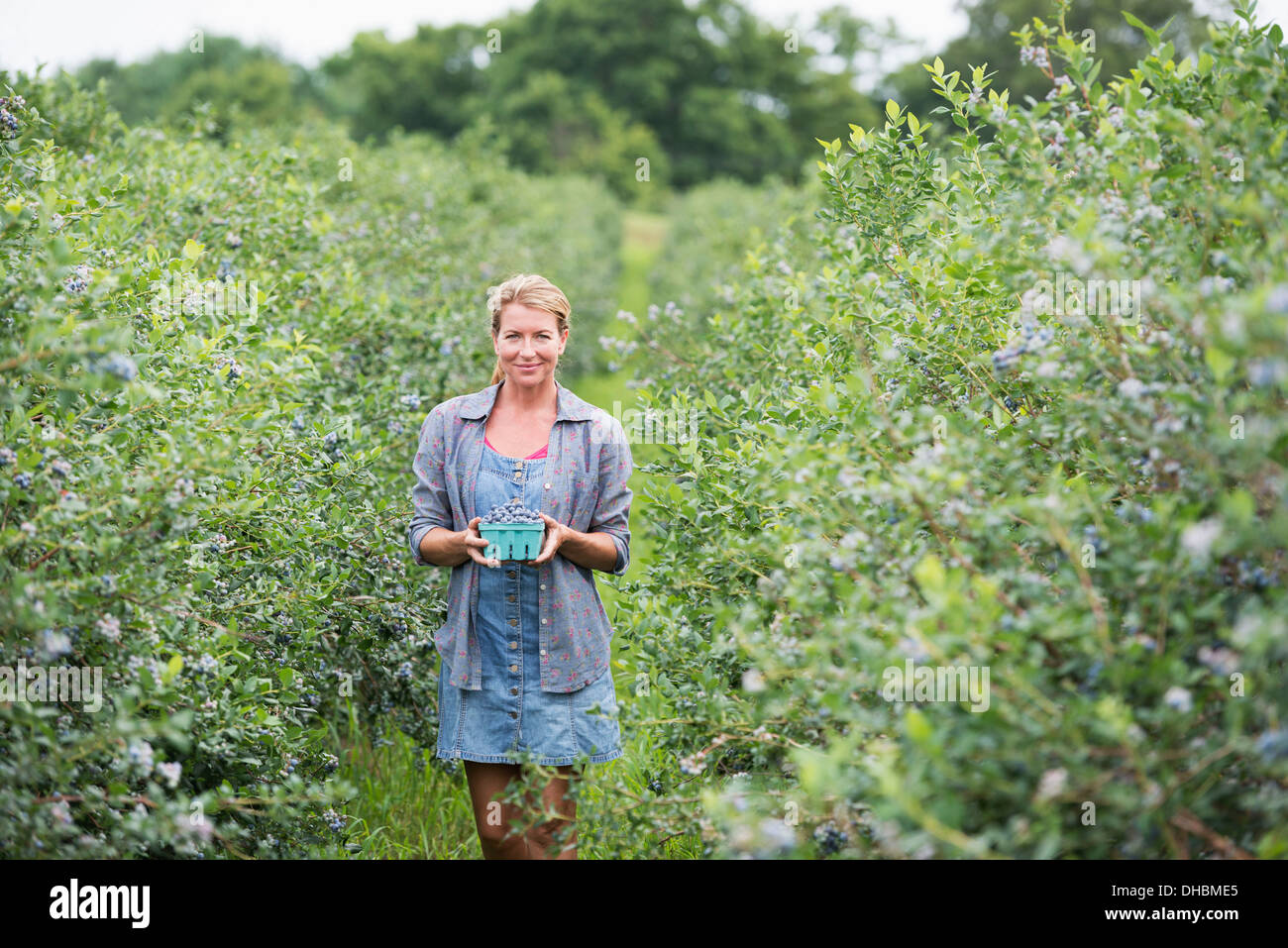 Une ferme de fruits biologiques. Une femme la cueillette des fruits à partir de la prairie. Banque D'Images