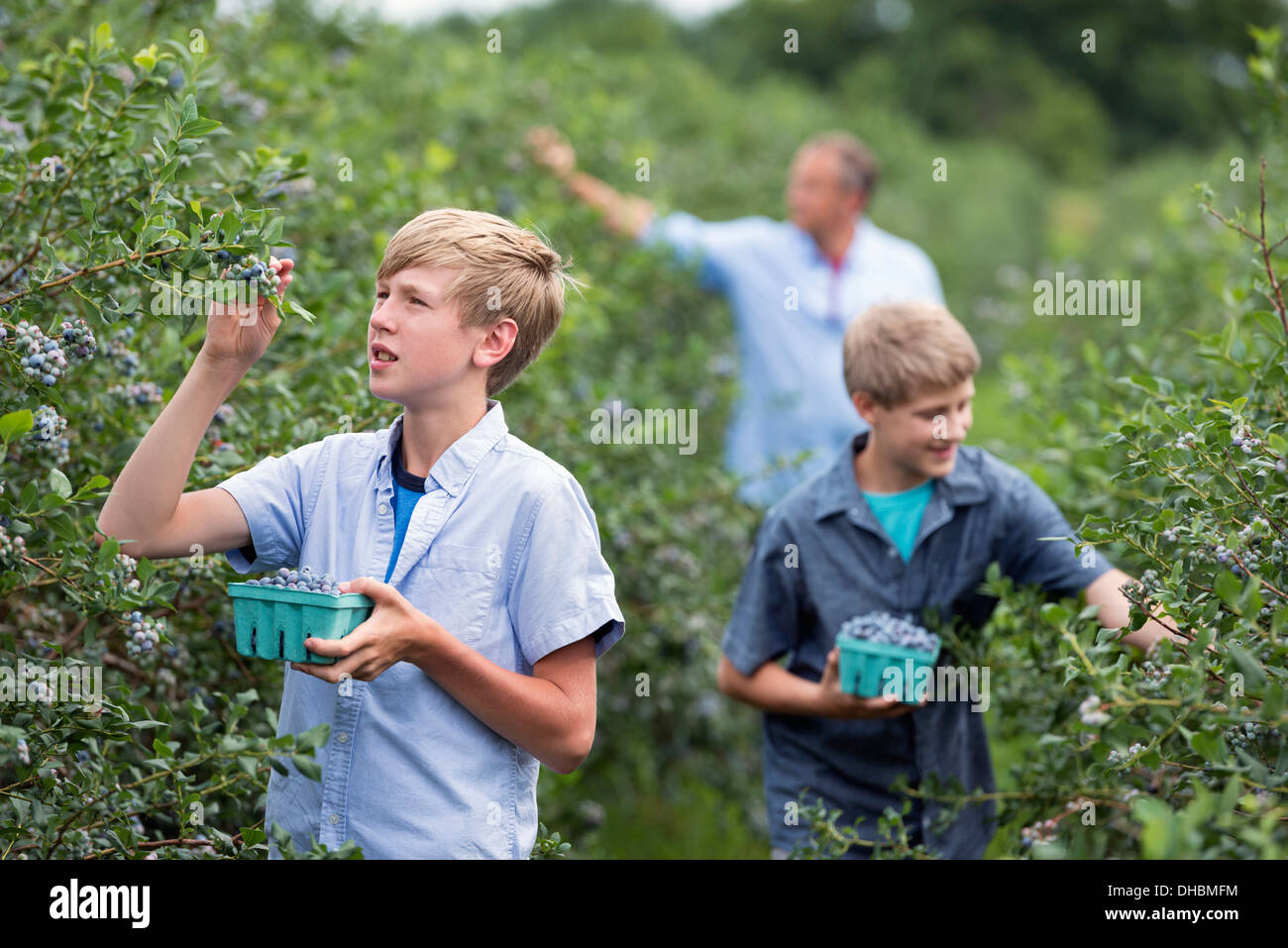 Une ferme de fruits biologiques. Une famille choisir les baies des buissons. Banque D'Images
