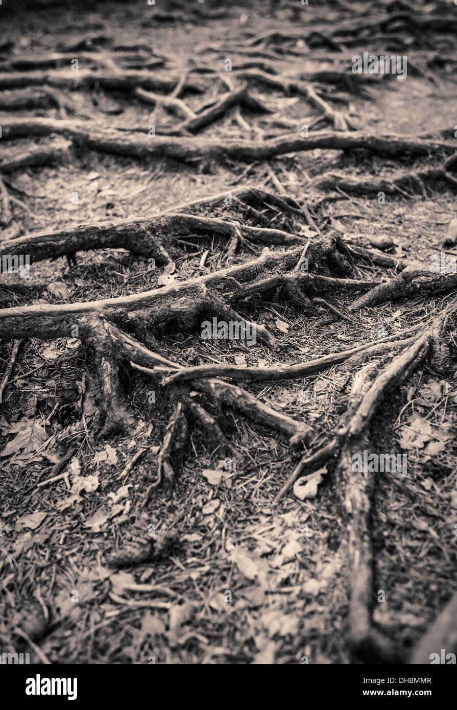 Racines de l'arbre couvrant le sol dans la forêt sombre et effrayant Banque D'Images