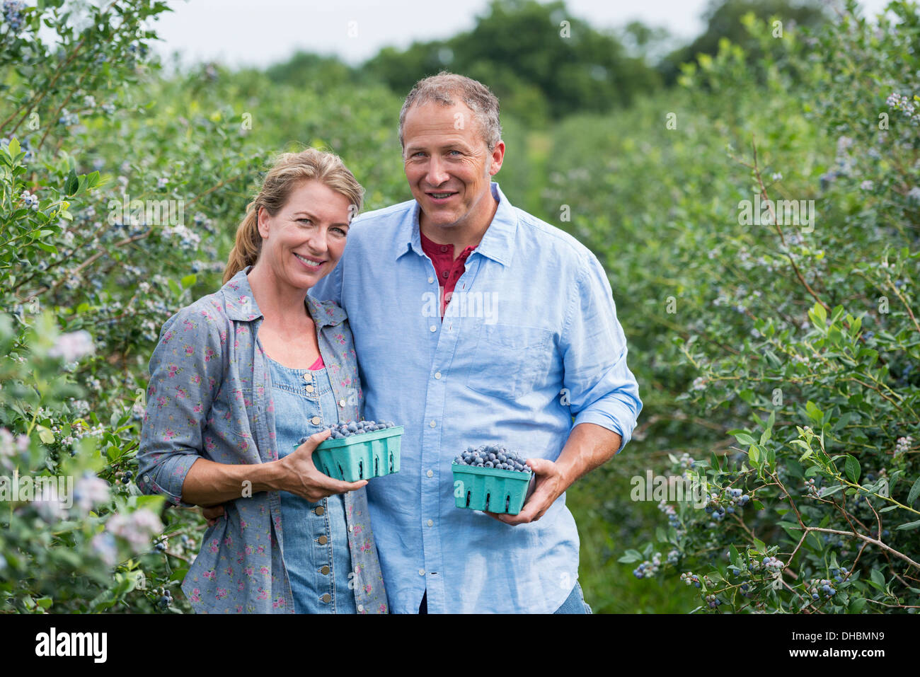 Une ferme de fruits biologiques. Un couple mature la cueillette des fruits à partir de la prairie. Banque D'Images