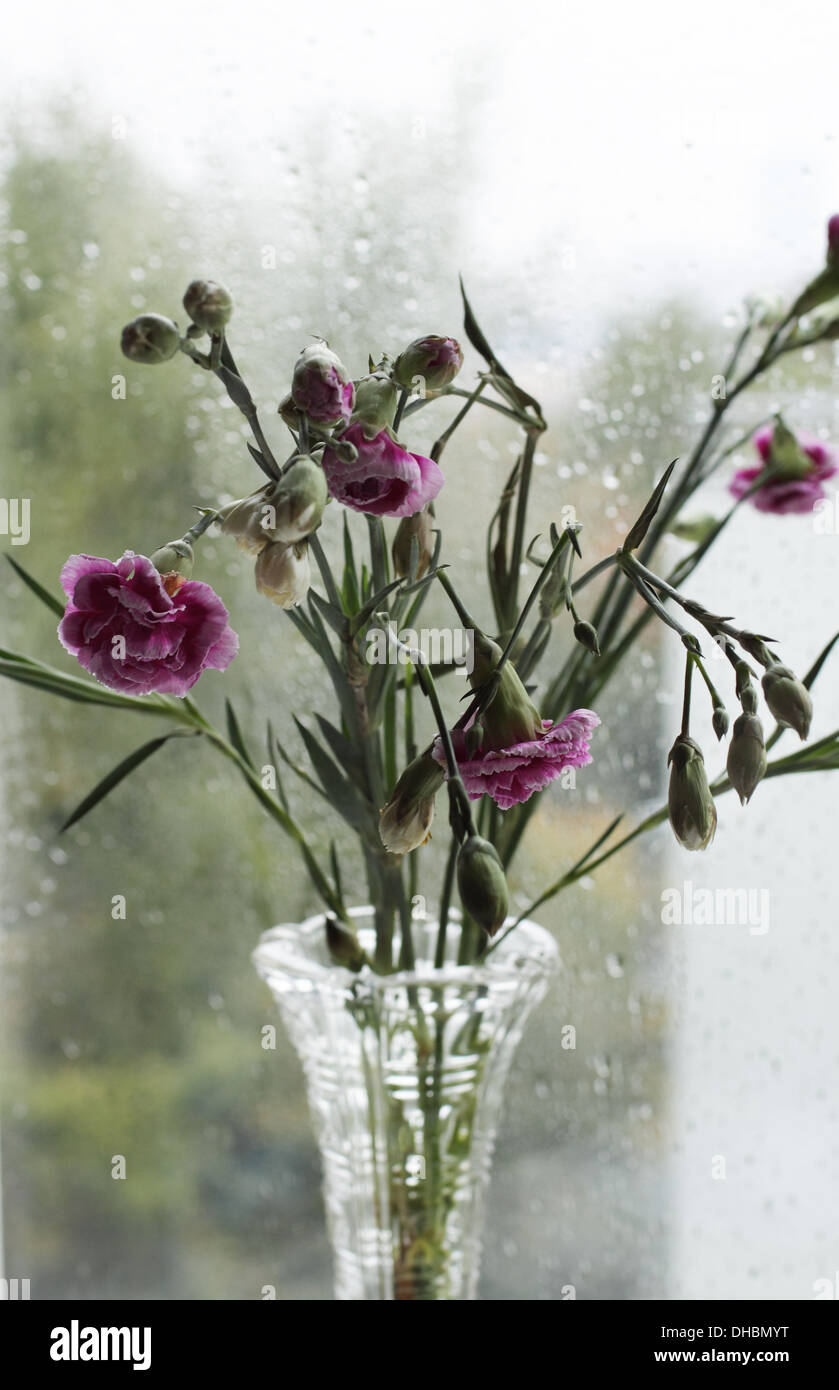 Oeillet blanc et violet fleurs dans un vase en verre en face d'une fenêtre avec des gouttes de pluie sur elle. Banque D'Images
