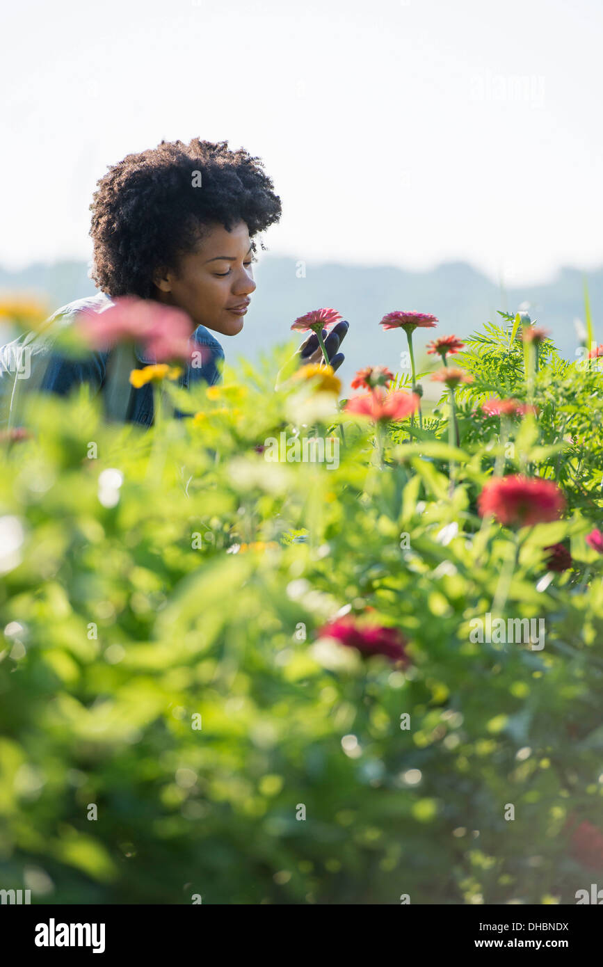 Une femme debout parmi les fleurs qui poussent dans les champs. Banque D'Images