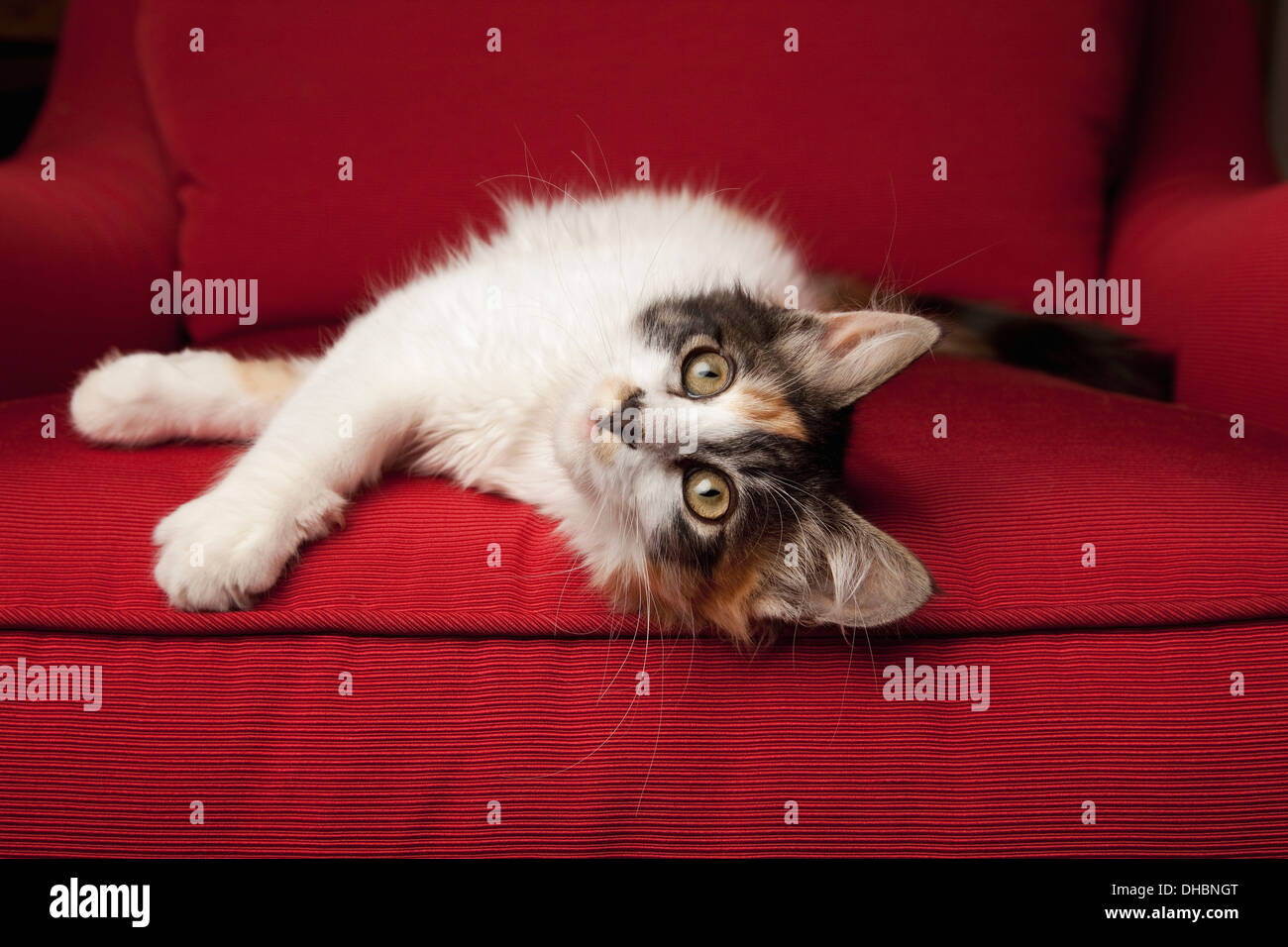 Un chaton sur un canapé rouge, couché sur le côté. Banque D'Images