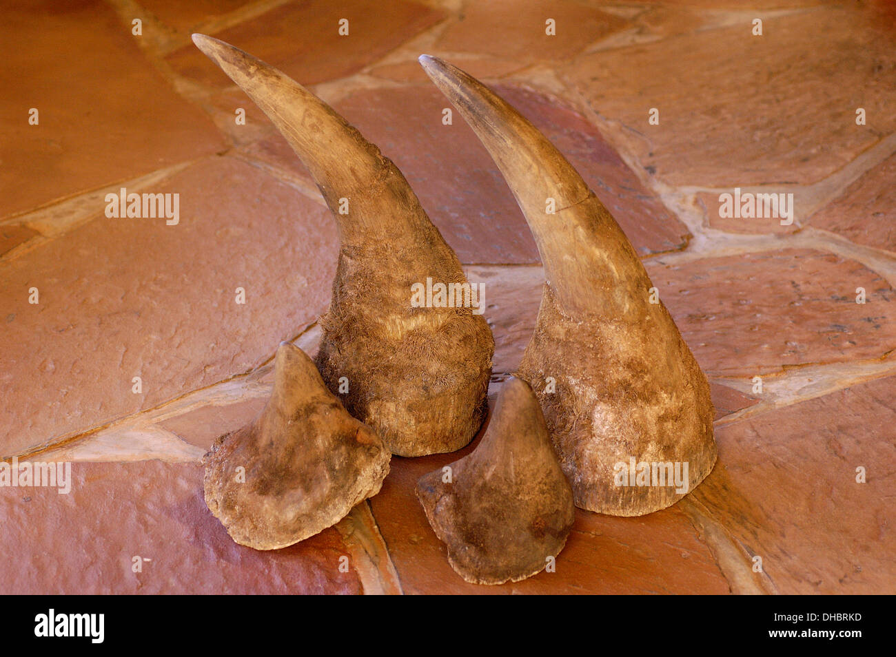 Les cornes de rhinocéros blanc (Ceratotherium simum) d'animaux morts naturellement. Date d'inscription pour être vendus légalement. L'Afrique du Sud Banque D'Images