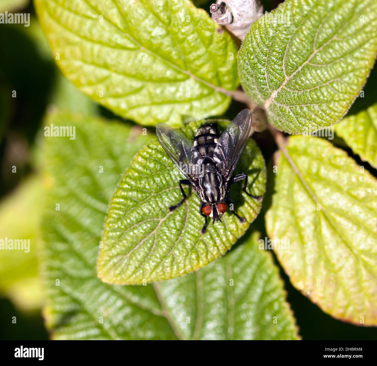 Macro image d'un cheval voler sur une feuille. Banque D'Images