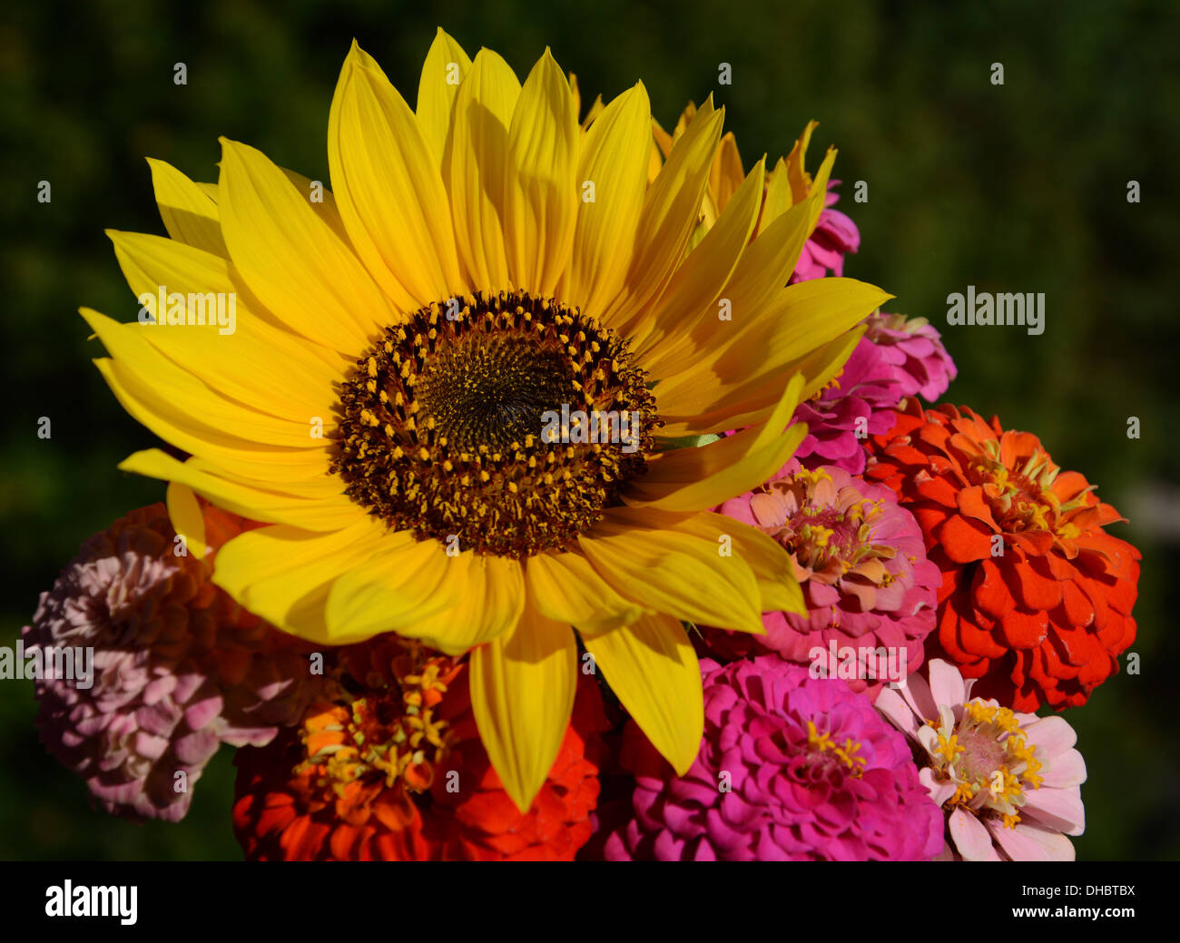 Bouquet de tournesol Banque D'Images