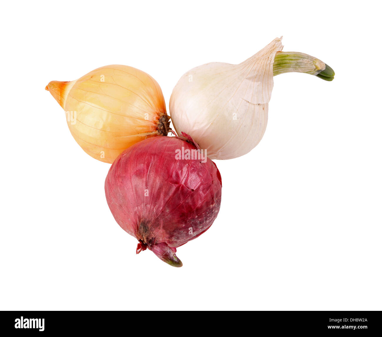 Rouge isolé, blanc et jaune oignon (Allium cepa) prêts pour la plantation Banque D'Images
