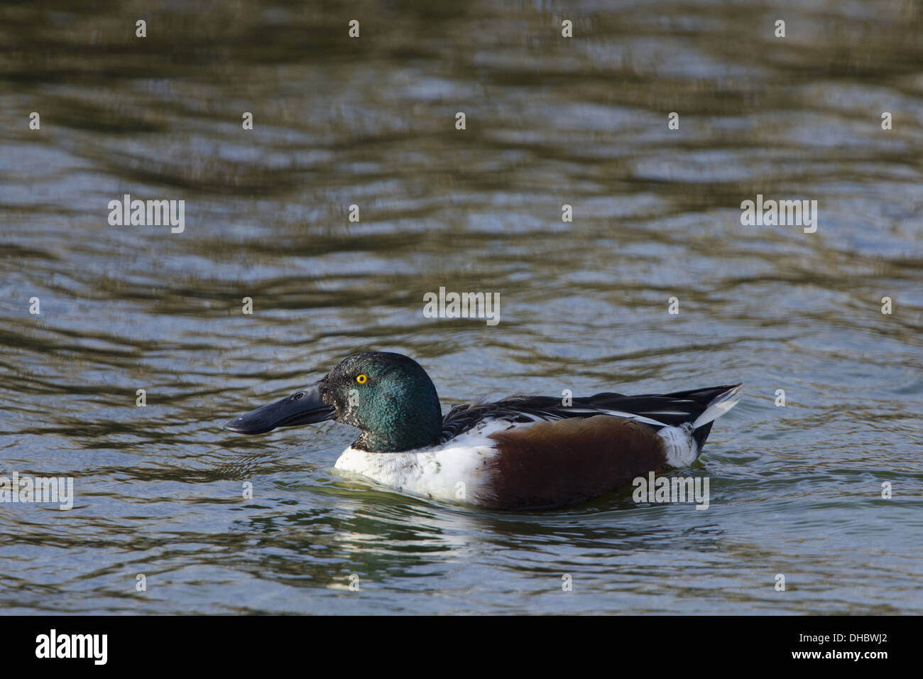 La natation, le Canard souchet Anas clypeata, Germany, Europe Banque D'Images