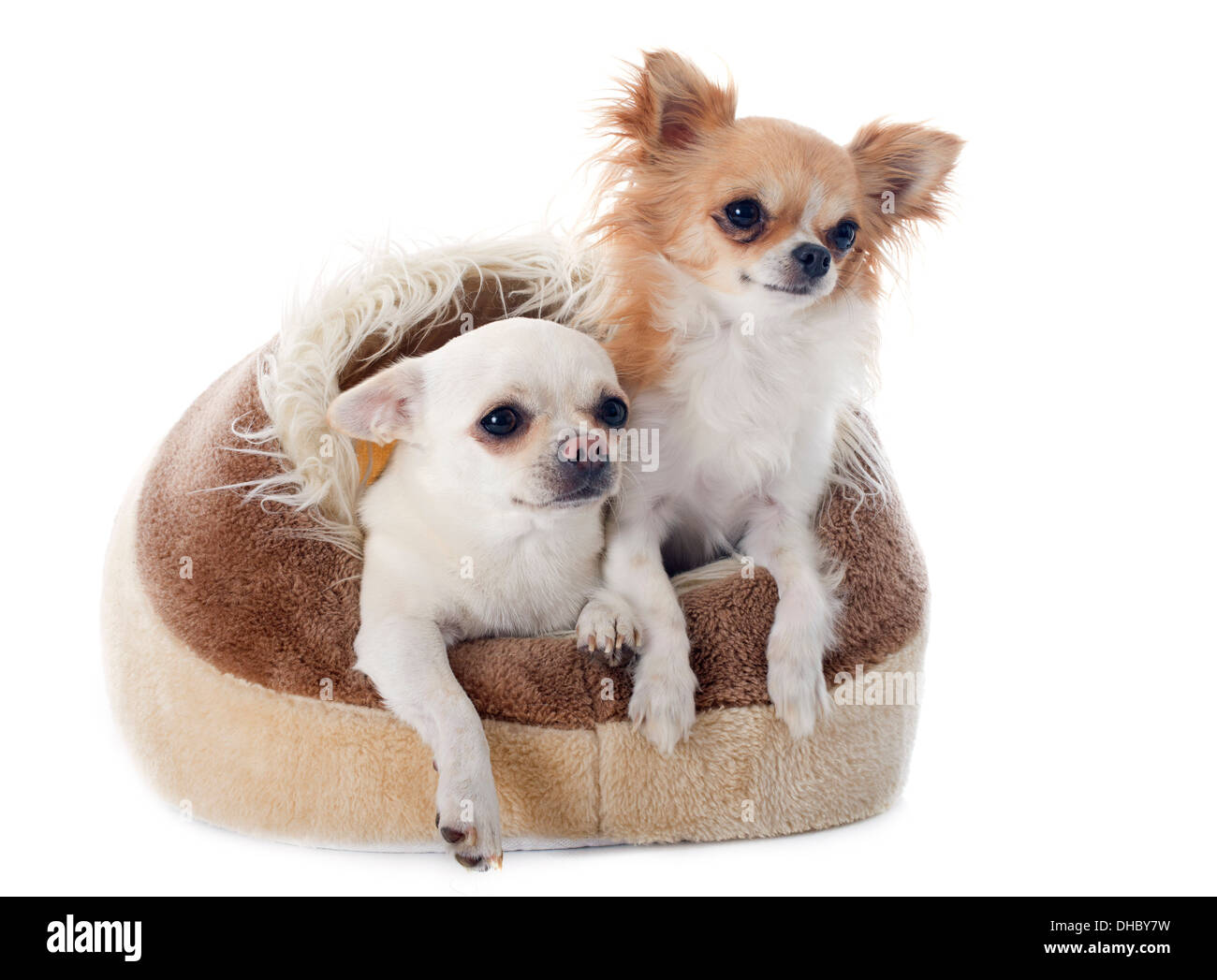 Les Chihuahuas dans dog bed in front of white background Banque D'Images