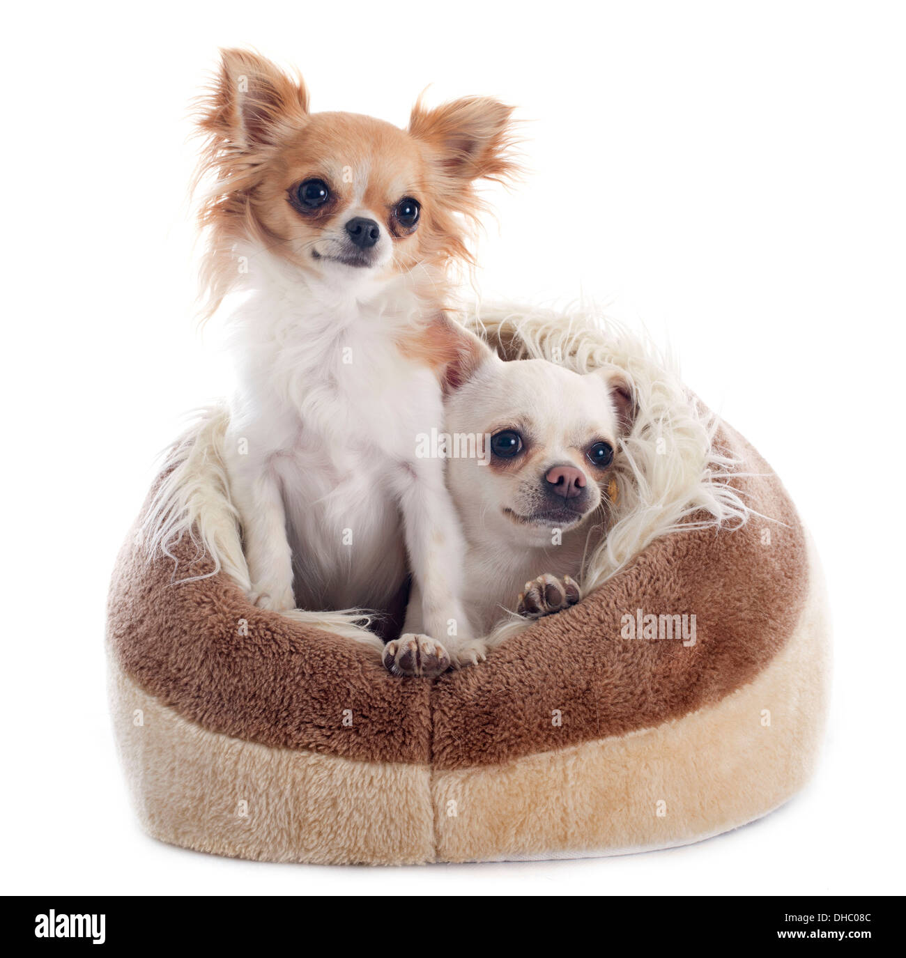 Les Chihuahuas dans dog bed in front of white background Banque D'Images