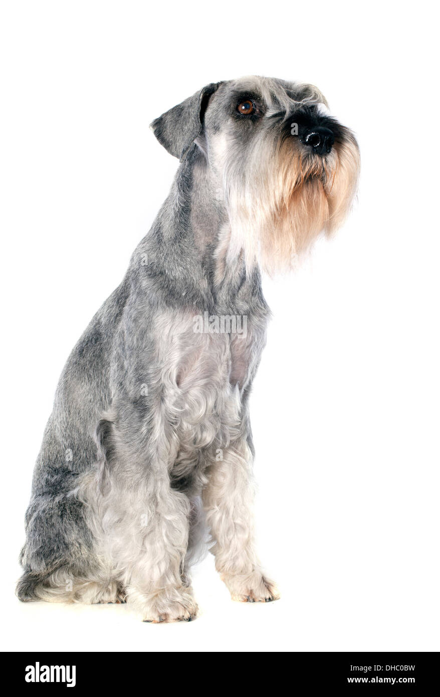 Schnauzer standard in front of white background Banque D'Images