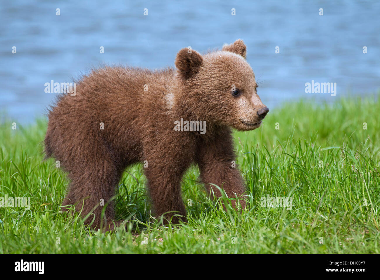 Ours brun européen / Eurasian ours brun (Ursus arctos arctos) cub sur berge / rive du lac Banque D'Images