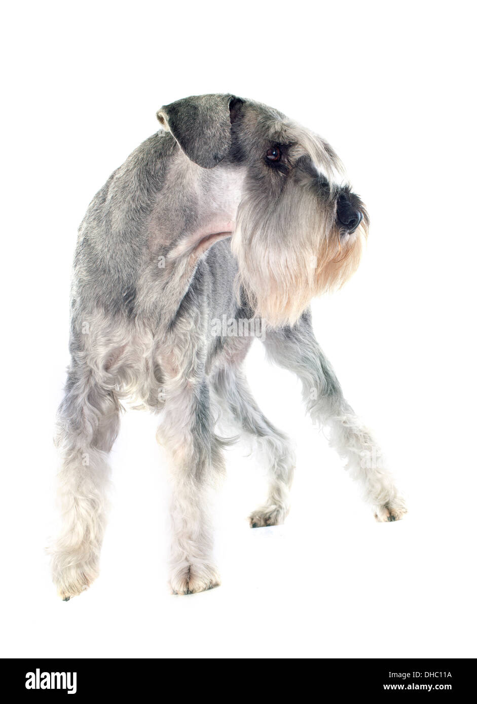 Schnauzer standard in front of white background Banque D'Images