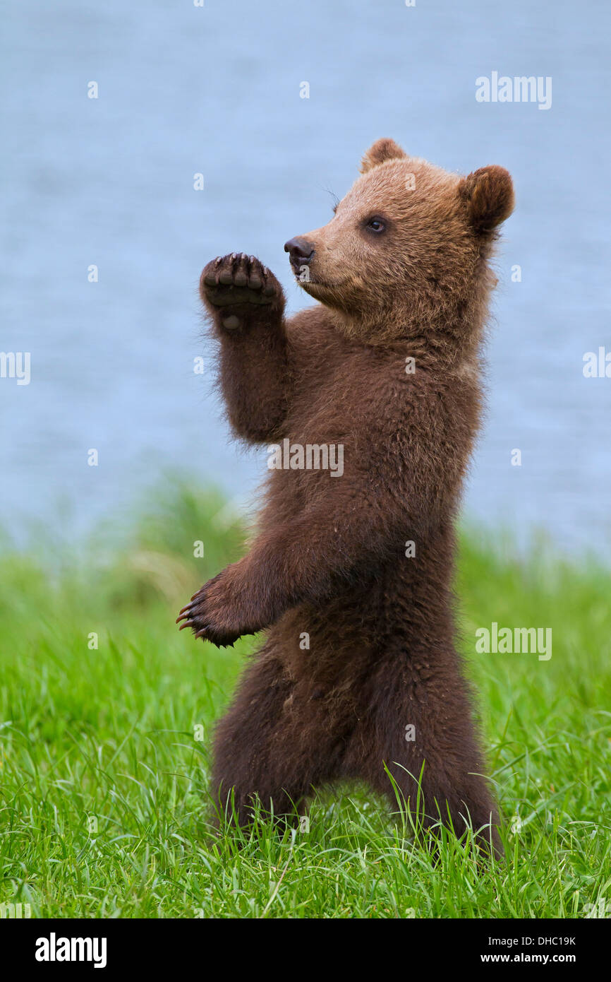 Ours brun européen / Eurasian ours brun (Ursus arctos arctos) cub debout sur ses pattes sur berge / rive du lac Banque D'Images