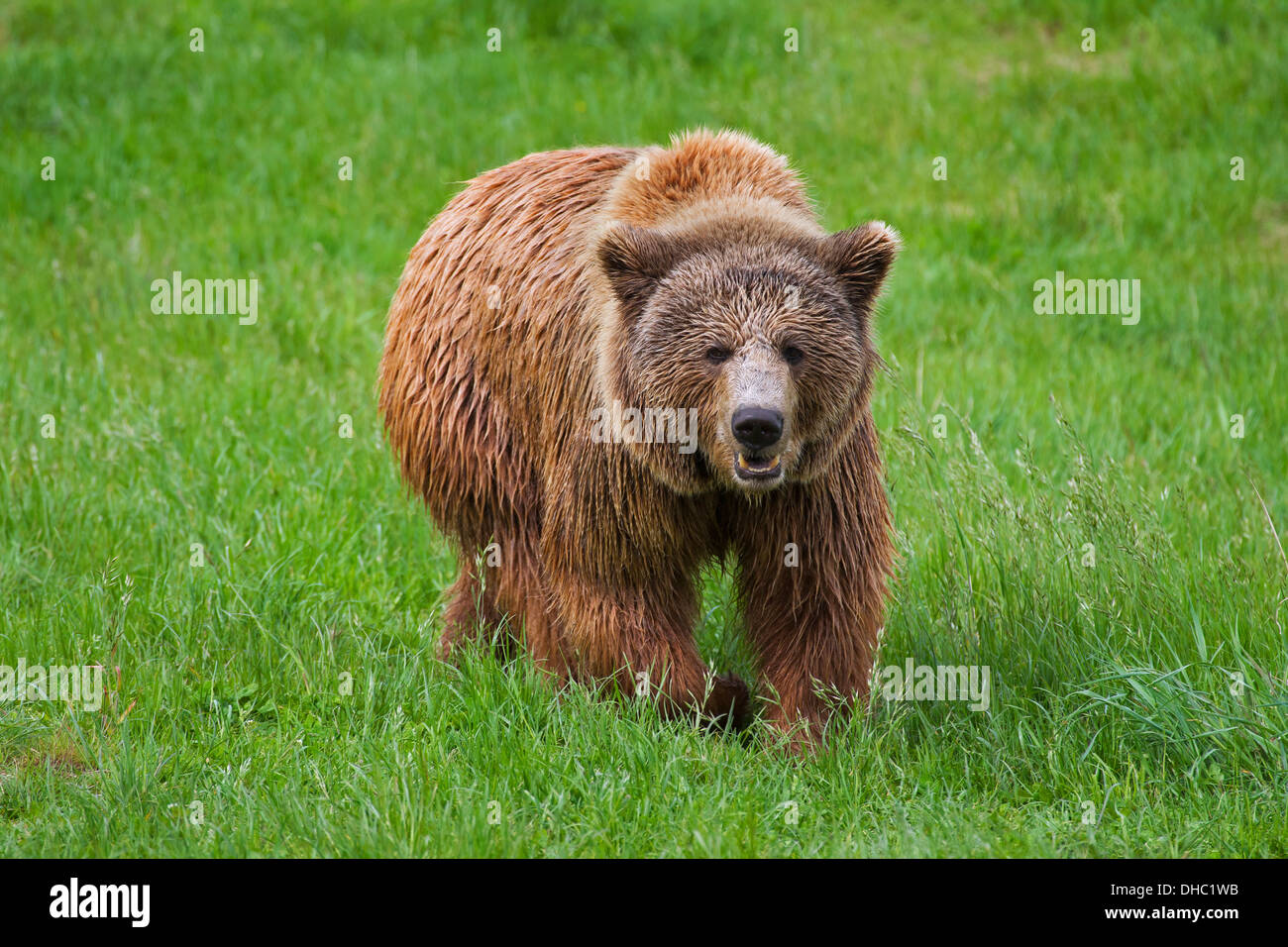 Ours brun européen / Eurasian ours brun (Ursus arctos arctos) exécutant / de chargement dans les prairies Banque D'Images