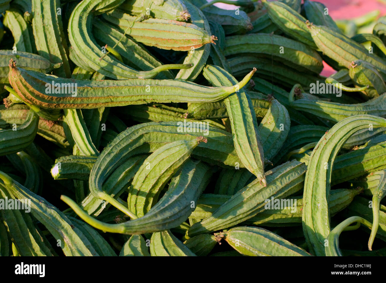 Ockra, un favori de légumes Indiens bland utilisé dans les currys toute l'Inde et le monde, ici vu dans la lumière du soleil du matin sur le sal Banque D'Images