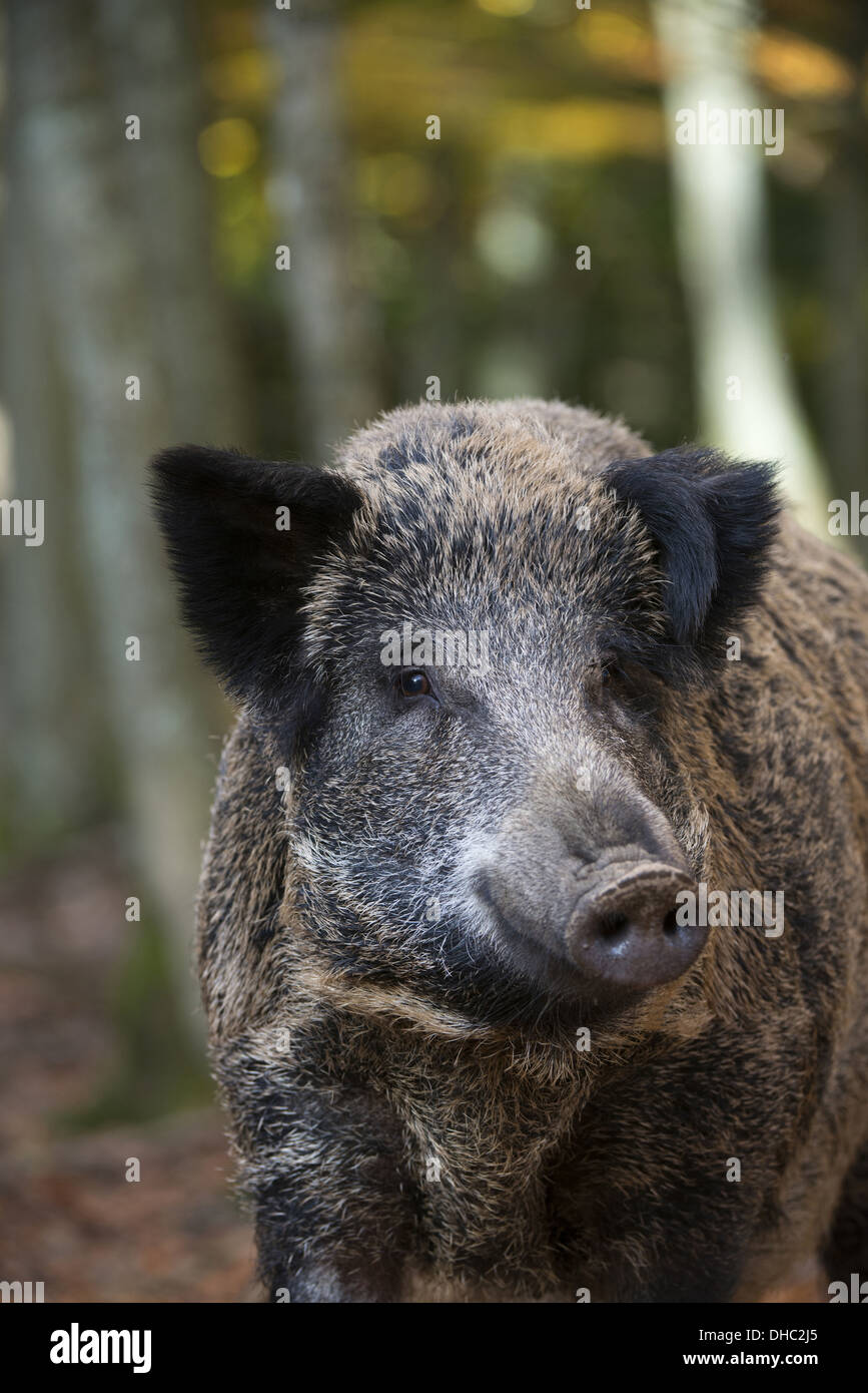 Le sanglier dans une forêt de hêtre, sus scrofa, Germany, Europe Banque D'Images