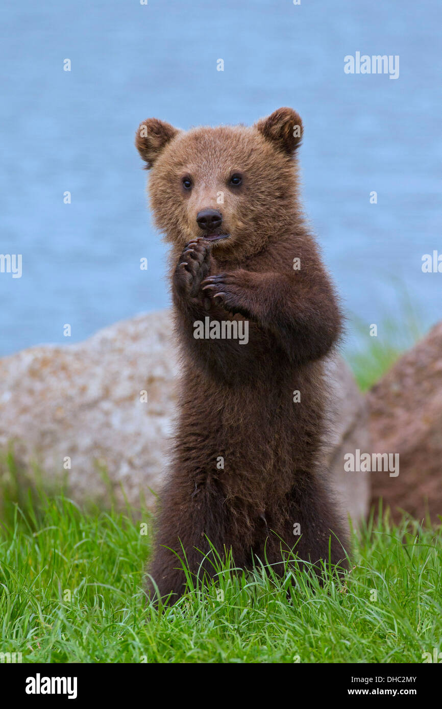 Ours brun européen / Eurasian ours brun (Ursus arctos arctos) cub debout sur ses pattes sur berge / rive du lac Banque D'Images