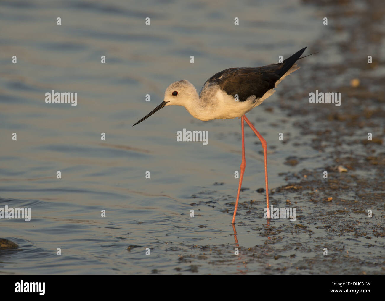 Black-winged Stilt Himantopus himantopus, nourriture, Germany, Europe Banque D'Images