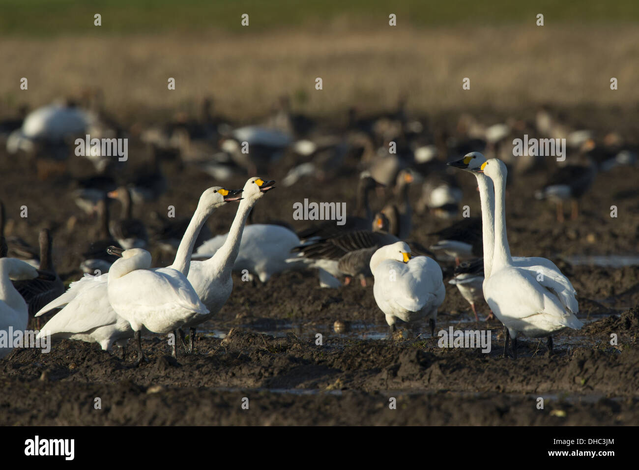 Les cygnes de bewick sur un champ moissonné, Cygnus bewickii, Germany, Europe Banque D'Images