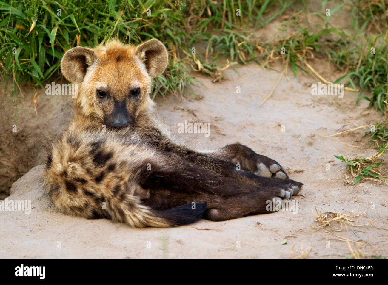 L'hyène tachetée, Crocuta crocuta, hyène, en Afrique, la faune, la faune africaine, carnivore, Banque D'Images