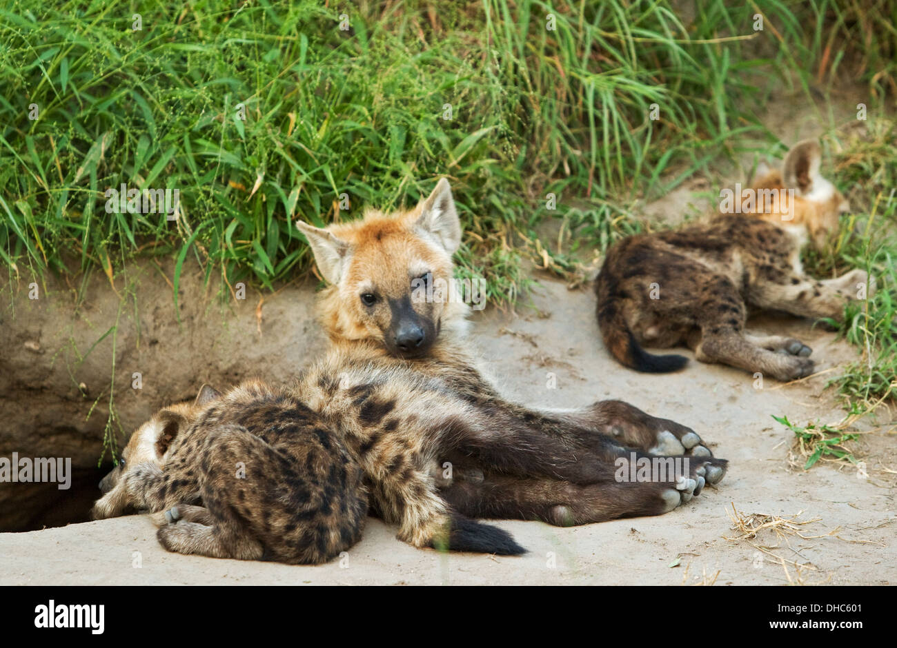 L'hyène tachetée, Crocuta crocuta, hyène, en Afrique, la faune, la faune africaine, carnivore, Banque D'Images