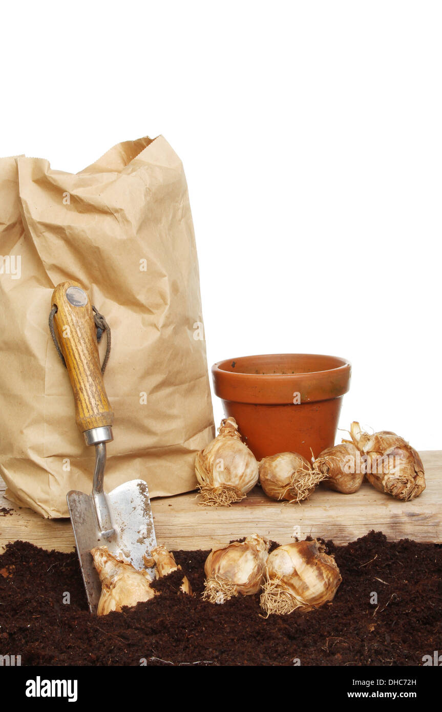 Bulbes de jonquilles prêts pour la plantation sur une planche en bois avec un pot en terre cuite ,jardin truelle et un sac en papier Banque D'Images