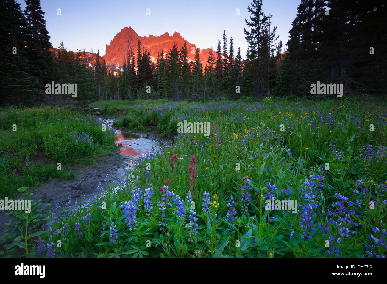 OREGON - Début de la lumière du matin sur trois doigts de cric de la prairie inférieure le long de Canyon Creek dans le Mount Jefferson Wilderness. Banque D'Images