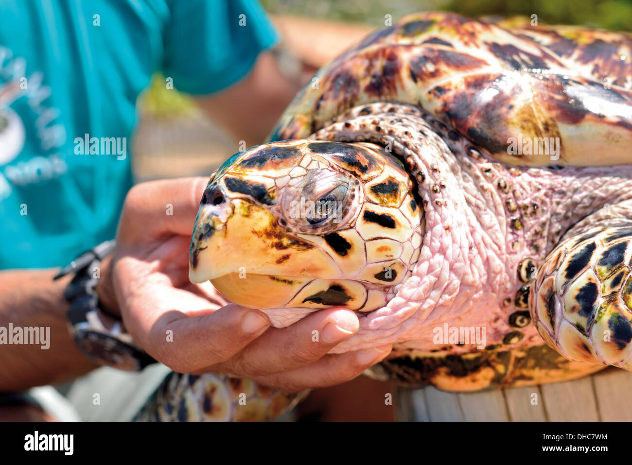 Brésil, Bahia : Manager et biologiste Gonzalo Rostan de projet Tamar de Praia do Forte tenant une tortue imbriquée Banque D'Images