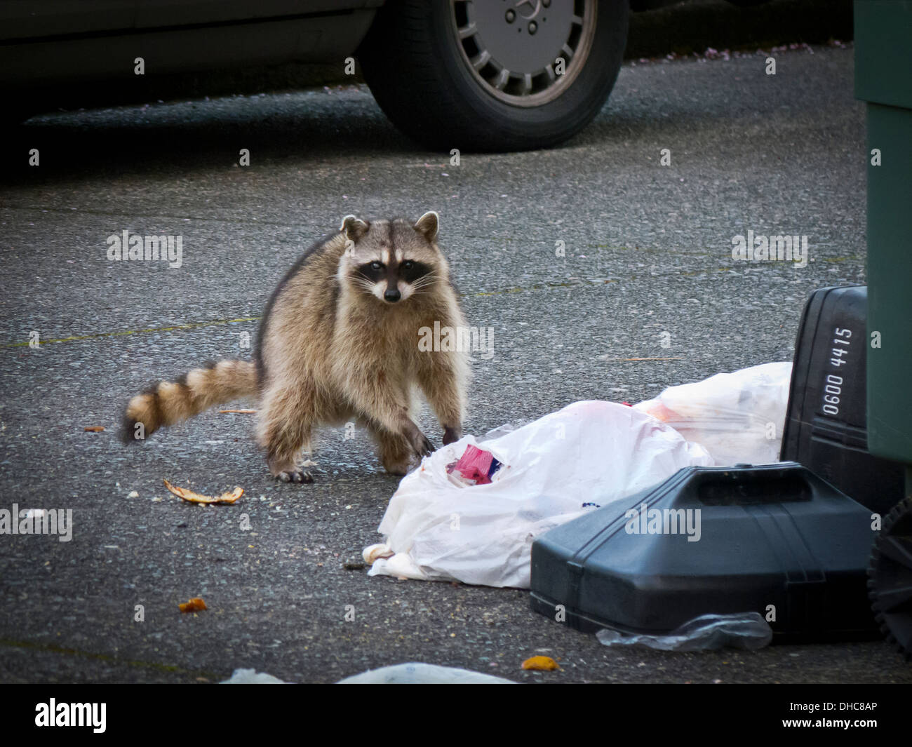 Le Raton laveur mange les déchets des déchets résidentiels peuvent, Seattle, Washington Banque D'Images