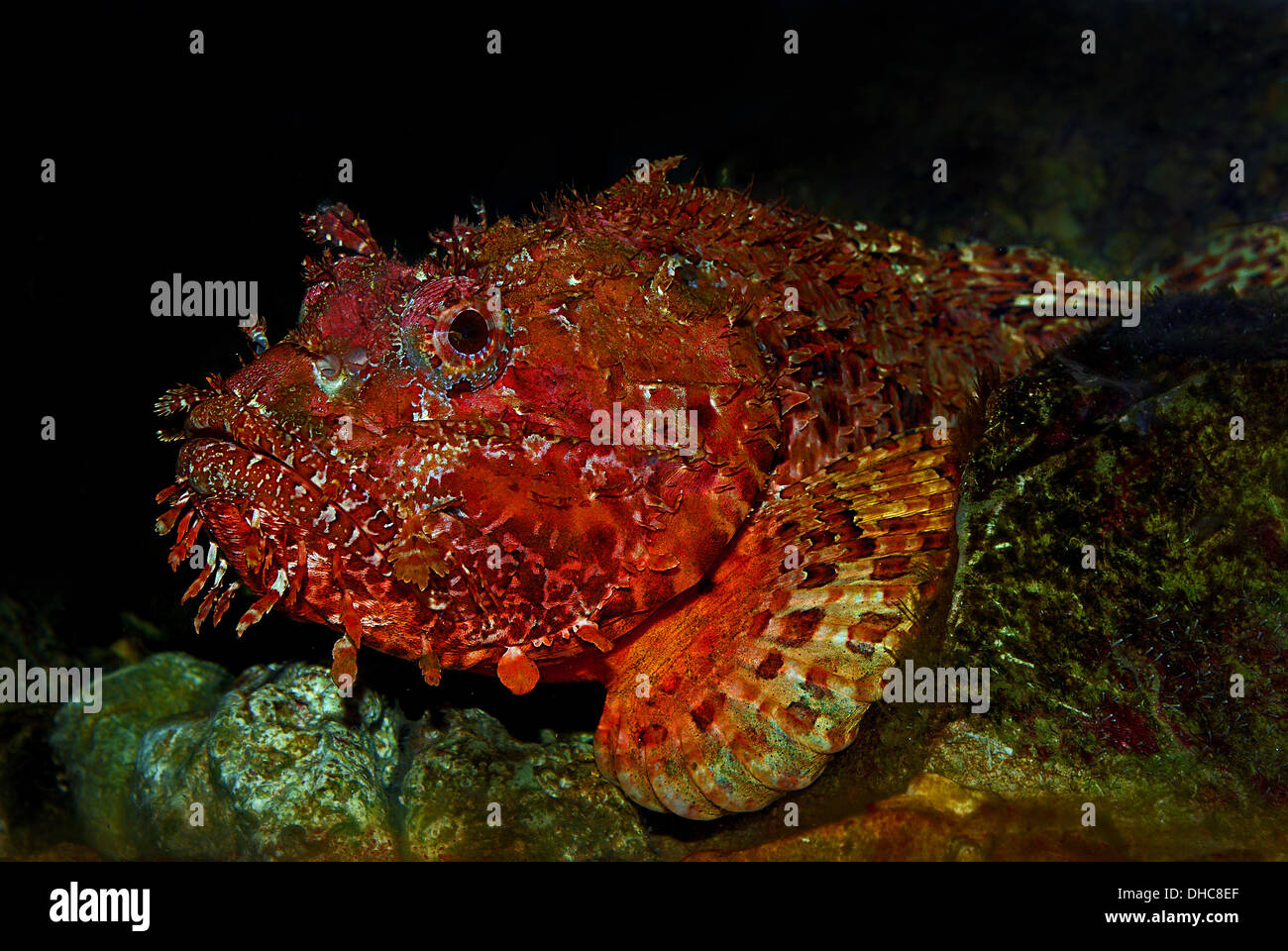 Scorpionfish se cachant parmi les rochers Banque D'Images