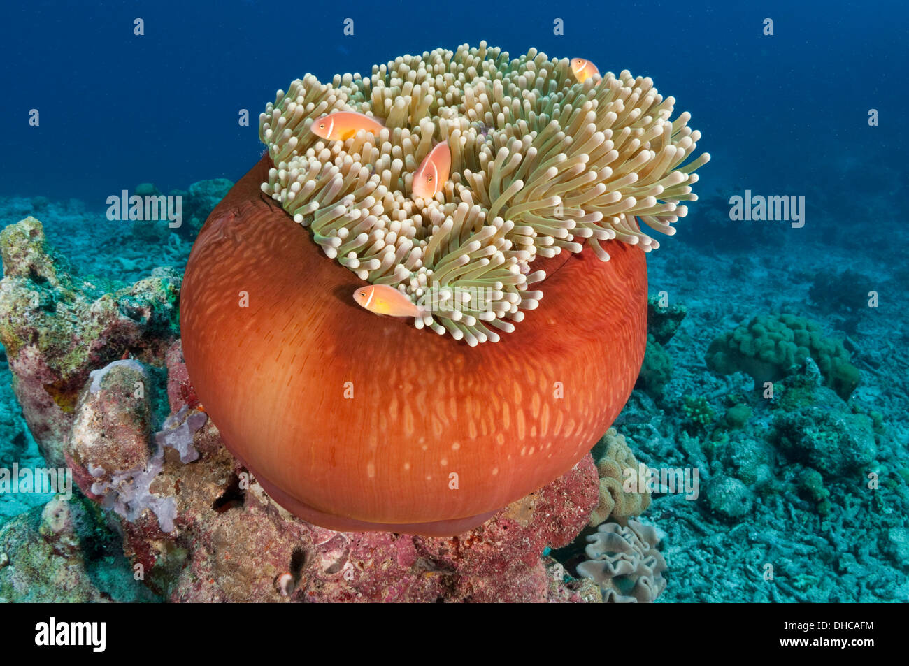Poisson clown anémone orange à rose Banque D'Images