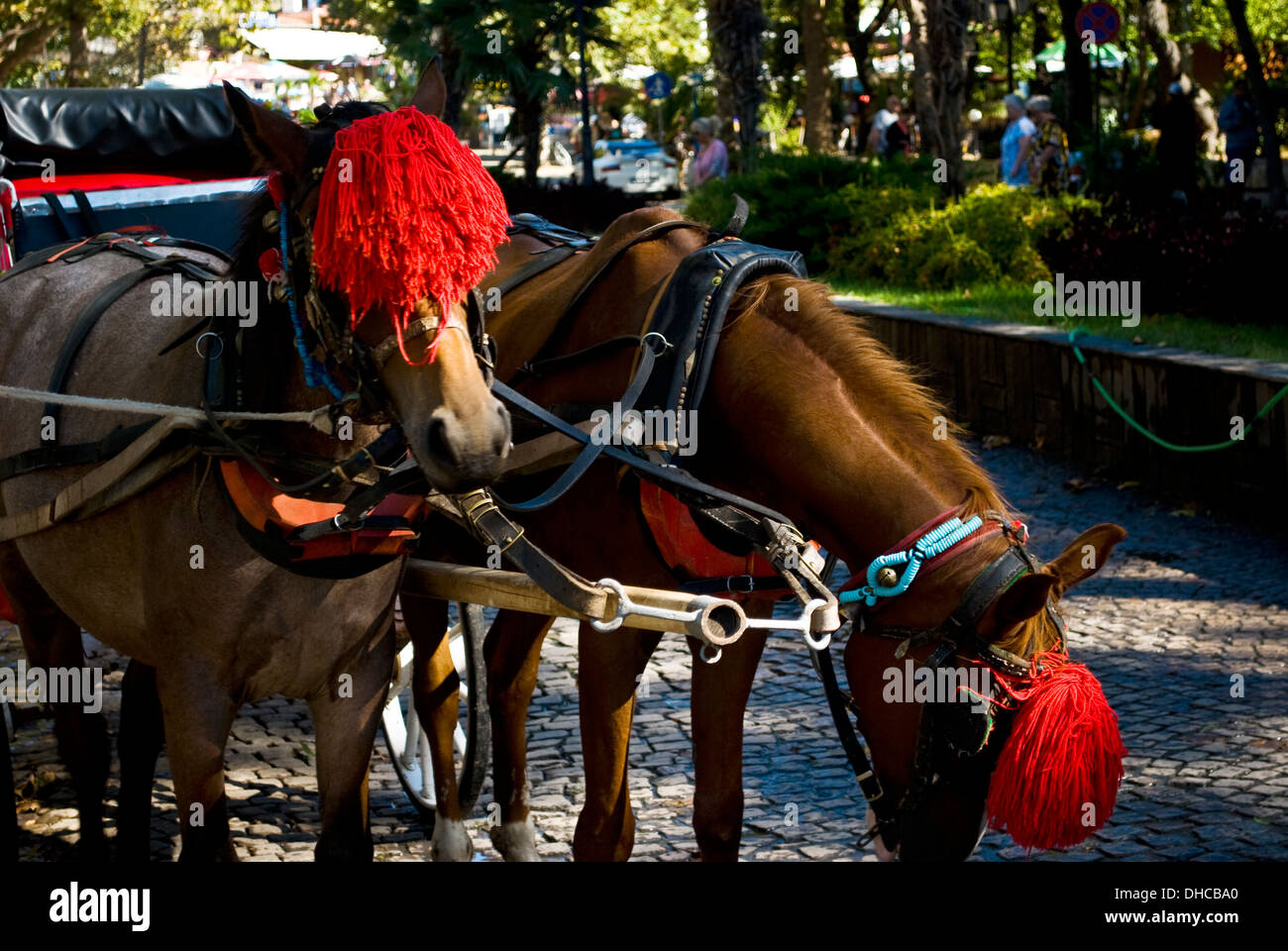 Deux chevaux harnachés à chariot Banque D'Images