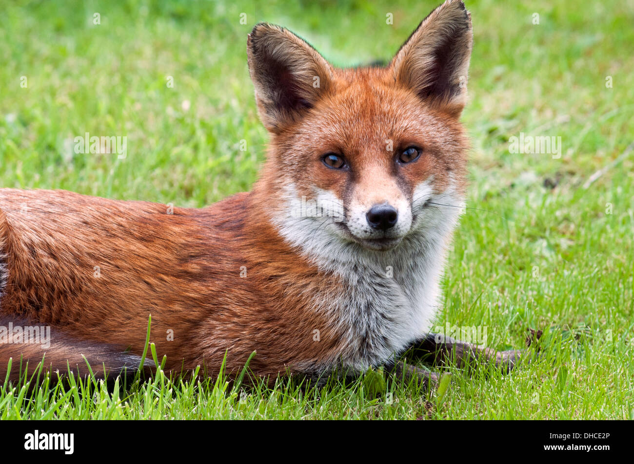 Le renard roux (Vulpes vulpes) sur une pelouse dans un jardin urbain (cour). Droylsden, Tameside, Manchester, Angleterre, RU Banque D'Images
