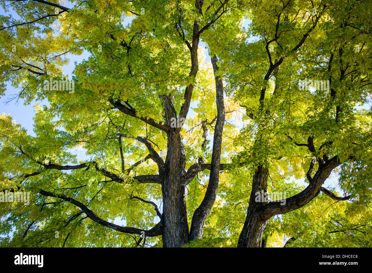 Orme d'Amérique arbre en automne feuillage couleur, le Broodmoor historique de luxe, Hotel and Resort, Colorado Springs, Colorado, États-Unis Banque D'Images