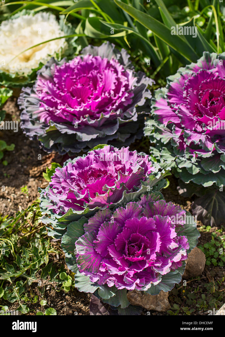 Beau mélange pigeon chou ornemental, Brassica oleracea. Banque D'Images