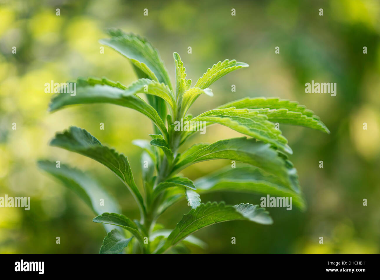 Sweet Leaf, Stevia rebaudiana, un édulcorant naturel. Close up montrant les feuilles dentelées. Banque D'Images