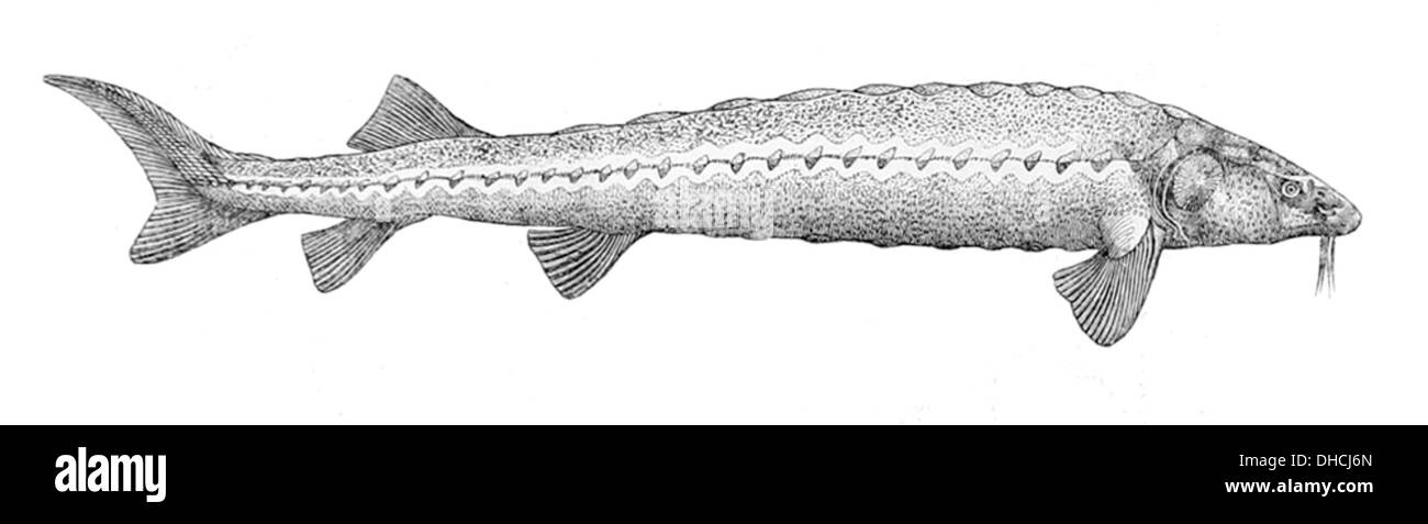 Acipenser naccarii, connu sous le nom d'esturgeon de l'Adriatique, est une espèce d'esturgeon en danger critique d'extinction trouvée dans la mer Adriatique. Il se caractérise par son grand corps et sa longue durée de vie. Banque D'Images