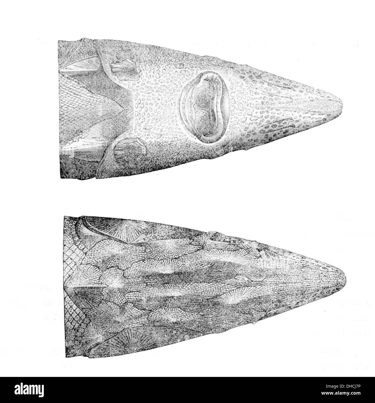 L'Acipenser sturio, ou esturgeon européen, est une grande espèce de poisson originaire des eaux européennes. Cette image montre la structure distincte de la tête, avec des barbillons et un long museau pointu, typique des espèces d'esturgeons. Autrefois répandue, elle est maintenant gravement menacée en raison de la surpêche et de la destruction de son habitat. Banque D'Images