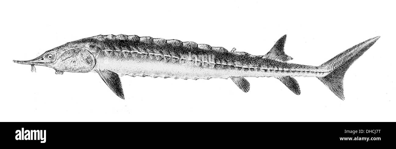 Acipenser sturio, communément appelé esturgeon européen, est une espèce d'esturgeon trouvée dans les rivières et les eaux côtières d'Europe. C'est un grand poisson préhistorique, reconnu par ses scutes osseuses et son corps long. L'espèce est en danger critique d'extinction. Banque D'Images
