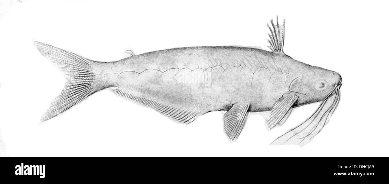 Auchenipterus dentatus est une espèce de poisson-chat originaire du bassin de l'Amazone. Il est connu pour son corps long et élancé et ses dents tranchantes, semblables à des dents de crosse, utilisées pour capturer les proies. Banque D'Images