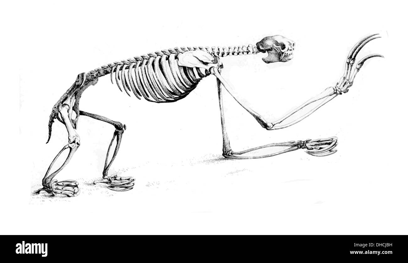 Le crâne de Bradypus tridactylus, le paresseux à trois orteils, présente ses caractéristiques uniques, y compris de grandes cavités oculaires et un petit crâne plat. Originaire des forêts d'Amérique centrale et d'Amérique du Sud, cette espèce est connue pour sa lenteur de mouvement et son mode de vie arboricole. Banque D'Images